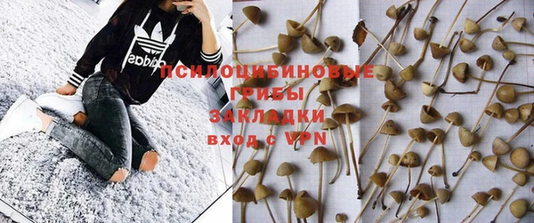 прущие грибы Алзамай